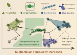 Course Introduction to the analysis of morphological disparity
