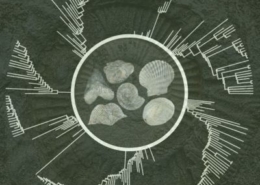 Course Morphological-Phylogenetics: Principles, Applications, Techniques