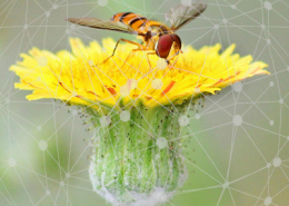 Course Introduction to Network Analysis and Modeling
