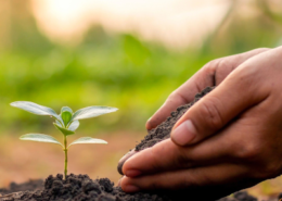 Curso Introducción a la agricultura ecológica biointensiva