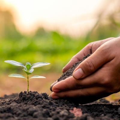 Curso Introducción a la agricultura ecológica biointensiva