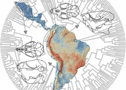 Course Evolutionary Macroecology in R