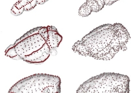 Course 3D Geometric morphometrics