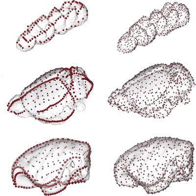 Course 3D Geometric morphometrics