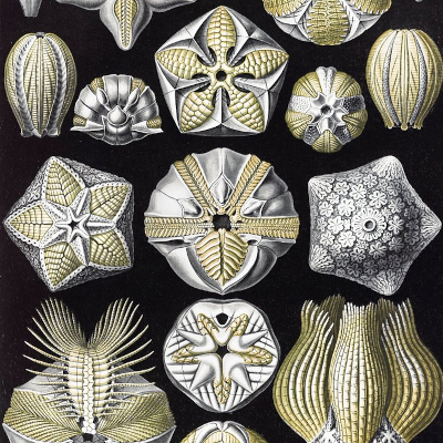 Course Decoding Species The Foundation of Biodiversity Data